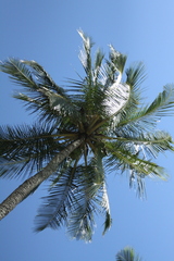Cocos nucifera