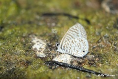 Leptotes cassius cassidula
