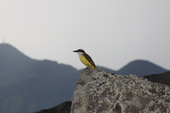 Pitangus sulphuratus