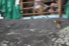 Pitangus sulphuratus