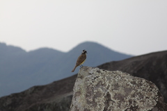 Pitangus sulphuratus