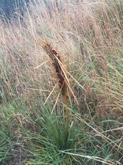 Aciphylla subflabellata