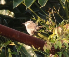 Campylorhynchus jocosus