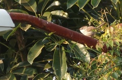 Campylorhynchus jocosus