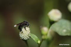 Frieseomelitta nigra