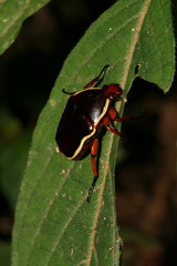 Pantolia flavomarginata
