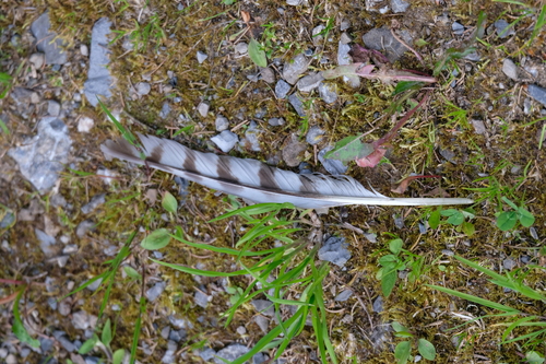 Plume de Épervier d'Europe