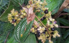 Miconia australis