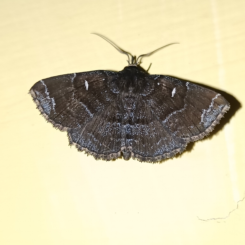 Adrapsa albirenalis