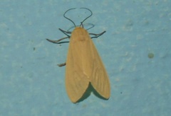 Pareuchaetes insulata
