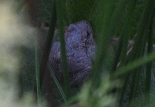 Canyon Tree Frog photographed in Arizona
