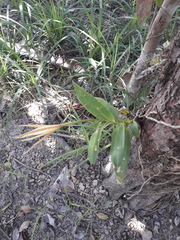 Epidendrum nocturnum