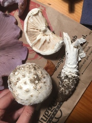 Amanita magniverrucata