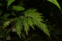 Selaginellaceae