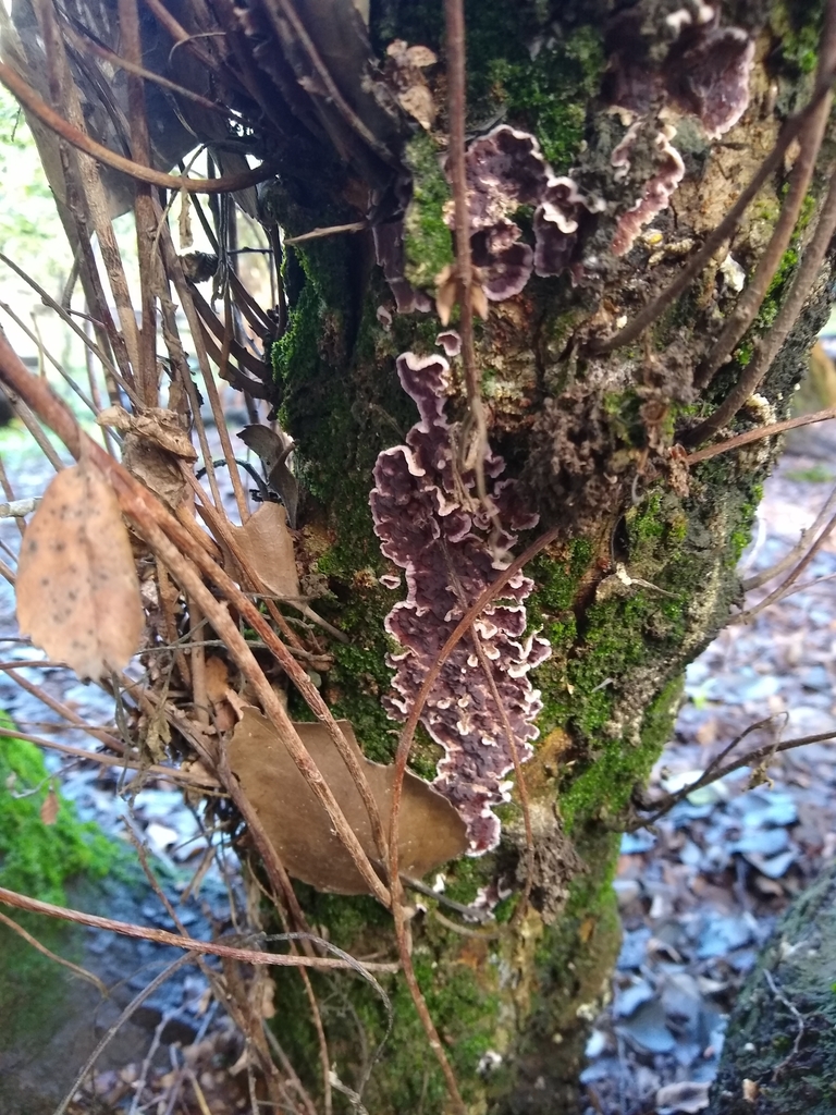 Chondrostereum purpureum · July 2023 · photo: © lechuzoologo (iNaturalist, cc-by)