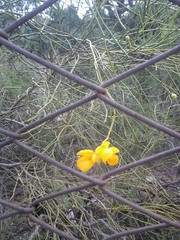 Senna aphylla