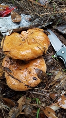 Lactarius rubrilacteus