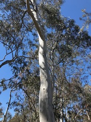 Eucalyptus mannifera