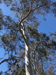 Eucalyptus mannifera
