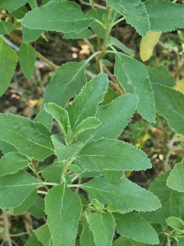 Teucrium betonicum; photograph Vítor Jorge, CC BY, iNaturalist via GBIF