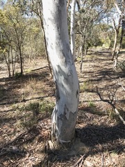 Eucalyptus mannifera