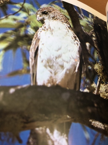 Buteo solitarius