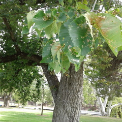 Xanthogaleruca luteola