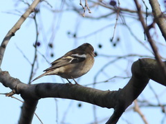 Fringilla coelebs