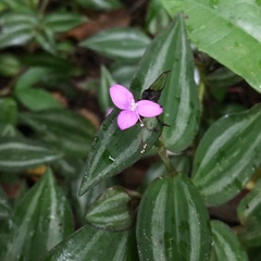 Tradescantia zebrina image