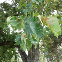 Xanthogaleruca luteola