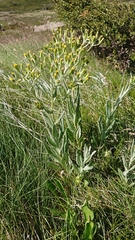 Senecio gunnii