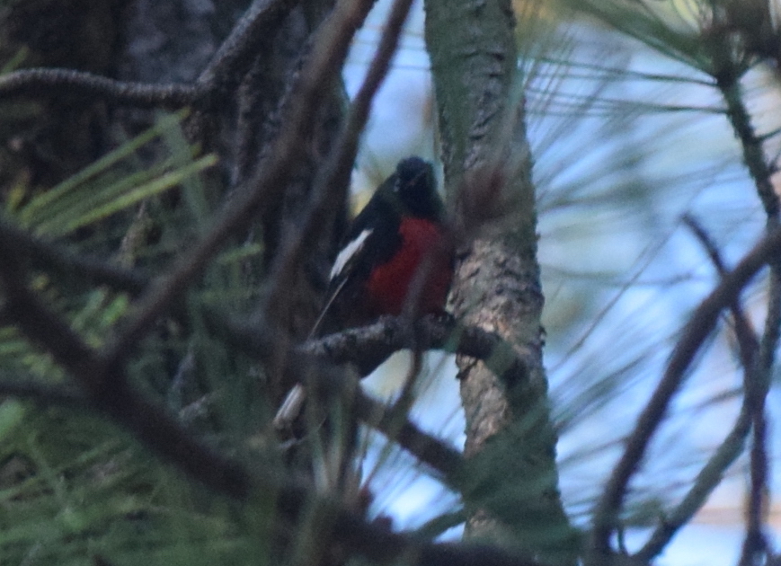 Painted Redstart (Myioborus pictus)