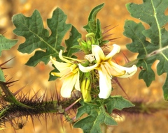 Solanum grayi