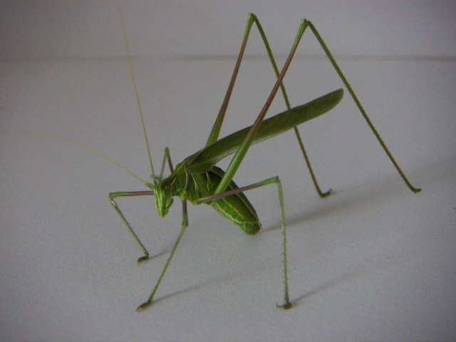 Stilt-walker Katydid