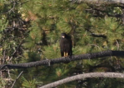 Common Black Hawk (Buteogallus anthracinus)