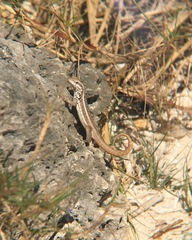 Leiocephalus lunatus