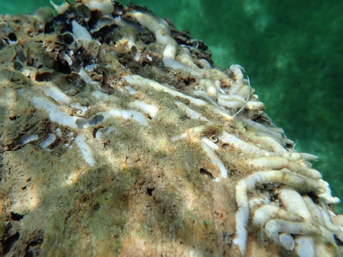 Representative image of Nototeredo