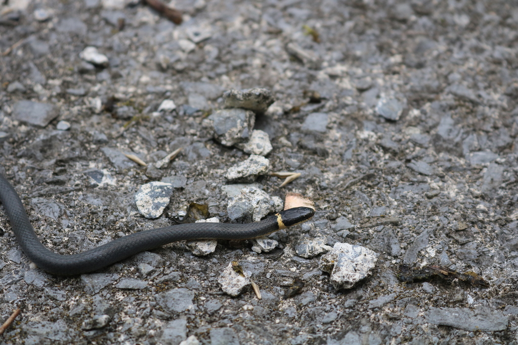 Northern Ringneck Snake from Tom's Creek, Blacksburg, VA 24060, USA on ...