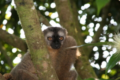 Eulemur rufifrons