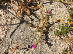 Portulaca californica