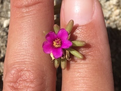 Portulaca californica