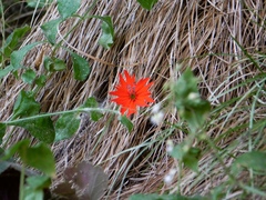 Silene rotundifolia