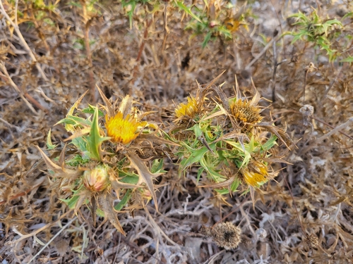 Image of Carlina involucrata by (c) Antoun ARMALÉ, some rights reserved (CC BY)