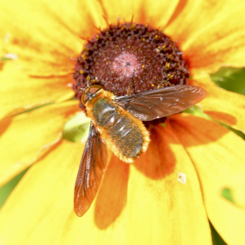 Poecilanthrax tegminipennis photo 5