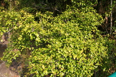 Ficus reflexa