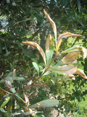 Stegommata sulfuratella