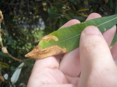 Stegommata sulfuratella