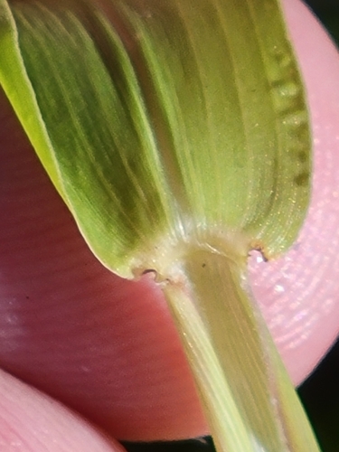 Image of Urochloa fusca by (c) Jay Horn, some rights reserved (CC BY)