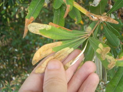 Stegommata sulfuratella
