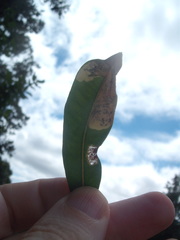 Stegommata sulfuratella